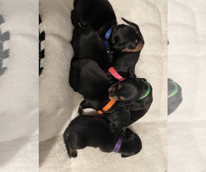 Dachshund Puppy for sale in CHEHALIS, WA, USA