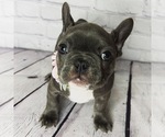 Small Photo #5 French Bulldog Puppy For Sale in EASTVALE, CA, USA