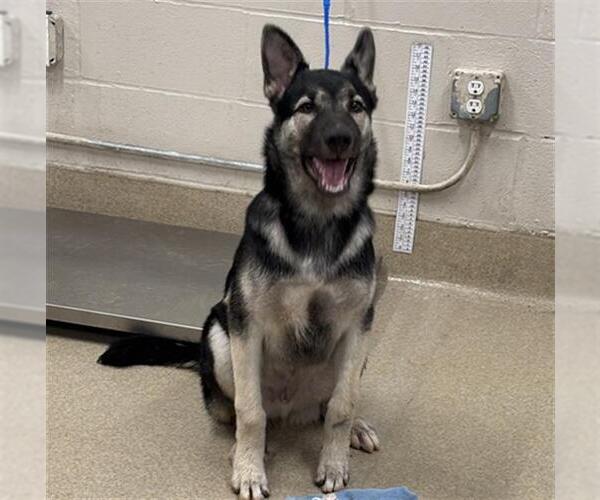 Medium Photo #1 Gerberian Shepsky Puppy For Sale in Grand Prairie, TX, USA
