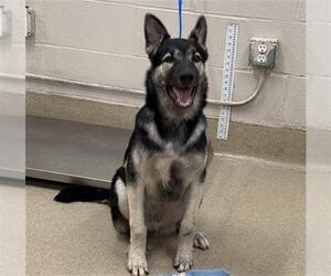 Gerberian Shepsky Dogs for adoption in Grand Prairie, TX, USA