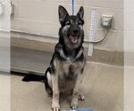 Small Gerberian Shepsky