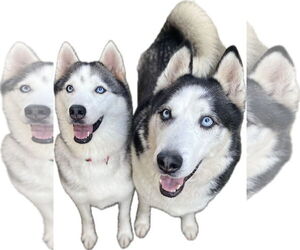 Lala *Courtesy Post* - Female Siberian Husky Dog for Adoption - Photo #4