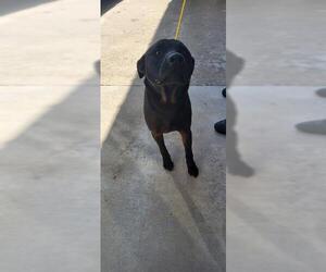 Labrador Retriever Dogs for adoption in Pasadena, TX, USA