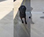 Small Labrador Retriever