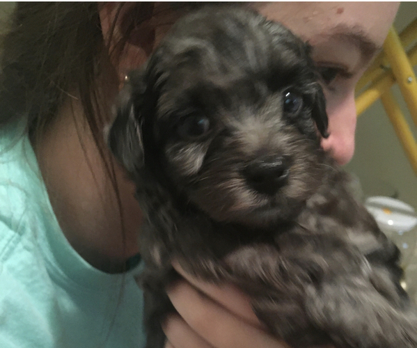 Medium Photo #1 Maltipoo Puppy For Sale in ATLANTA, GA, USA