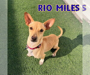 Rio Miles - Male Dachshund-Unknown Mix Dog for Adoption - Photo #3