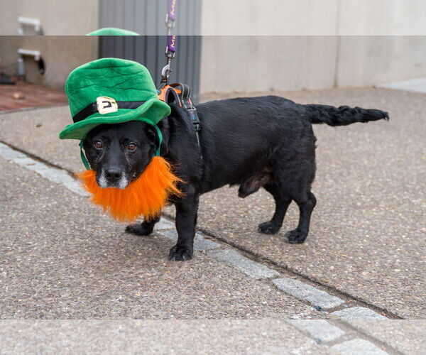 Medium Photo #13 Labbe Puppy For Sale in Shermans Dale, PA, USA