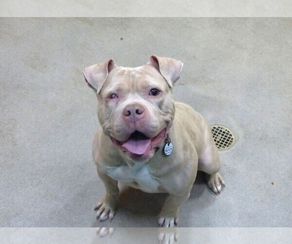 Medium Photo #4 Mutt Puppy For Sale in Rockville, MD, USA