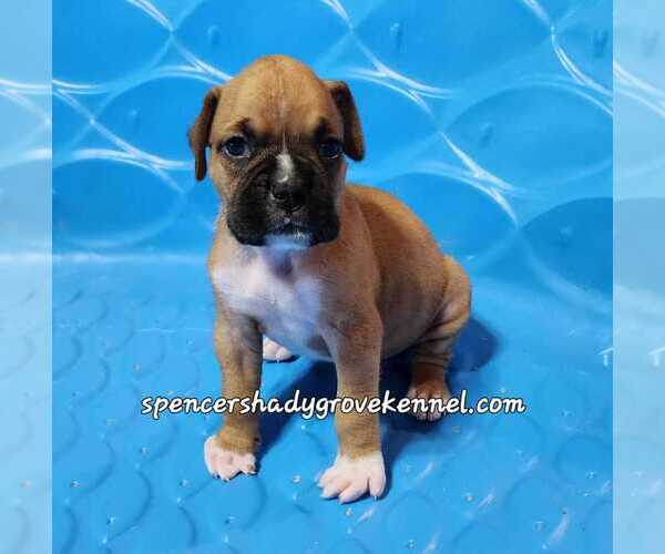Medium Photo #7 Boxer Puppy For Sale in CABOOL, MO, USA