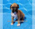 Small Photo #7 Boxer Puppy For Sale in CABOOL, MO, USA