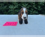 Small #2 Basset Hound