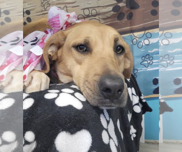 Medium Photo #2 Mutt Puppy For Sale in Mt. Laurel, NJ, USA