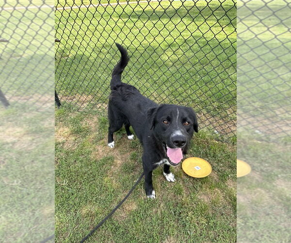 Medium Photo #5 Retriever -Unknown Mix Puppy For Sale in Evansville, IN, USA