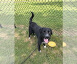 Small #4 Retriever  Mix