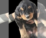 Small Photo #2 Bernedoodle Puppy For Sale in MIDLAND, MI, USA