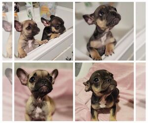 French Bulldog Puppy for sale in LOS ANGELES, CA, USA