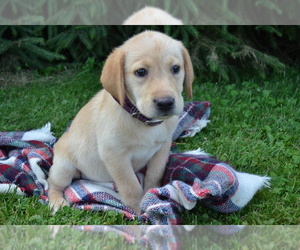 Medium Labrador Retriever