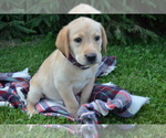 Puppy Ellie Labrador Retriever