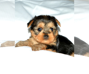 Yorkshire Terrier Puppy for sale in ALLEN, TX, USA