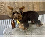 Small #3 Yorkshire Terrier
