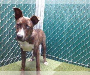 Mutt Dogs for adoption in Downey, CA, USA