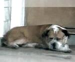 Small #1 Boxer Mix