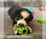 Puppy Cupckae Miniature Australian Shepherd