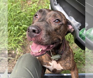 Mutt Dogs for adoption in Palmetto, FL, USA
