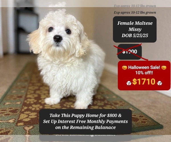 Medium Photo #1 Maltese Puppy For Sale in TUCSON, AZ, USA