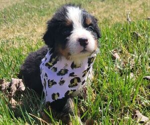 Bernese Mountain Dog Puppy for sale in ELNORA, IN, USA