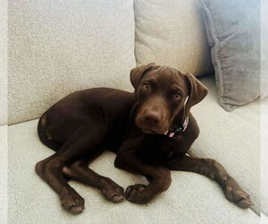 Labrador Retriever Dogs for adoption in Hinckley, IL, USA