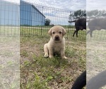 Small #5 Labrador Retriever