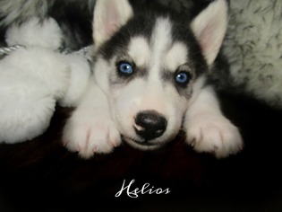 Siberian Husky Puppy for sale in GLEN ROSE, TX, USA