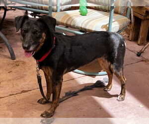 Star - Female Labrador Retriever-Unknown Mix Dog for Adoption - Photo #7