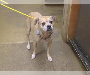 Pug-Unknown Mix Dogs for adoption in Sacramento, CA, USA