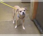 Small Pug Mix