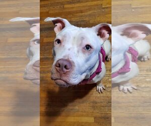 American Pit Bull Terrier-Unknown Mix Dogs for adoption in Princeton, MN, USA