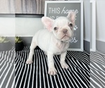 Small Photo #3 French Bulldog Puppy For Sale in FRANKLIN, IN, USA