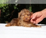 Small #2 Yorkiepoo mix (+ Poodle Toy)