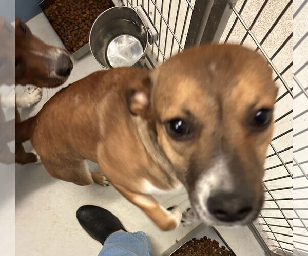 Medium Photo #2 Mutt Puppy For Sale in Pampa, TX, USA