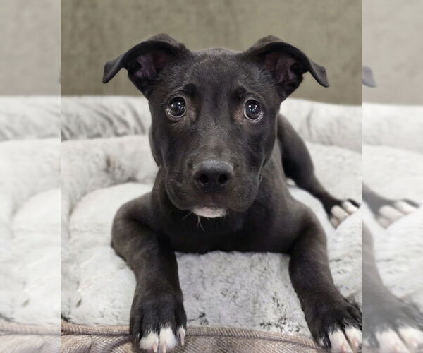 Medium Photo #16 Mutt Puppy For Sale in Lakewood, CO, USA