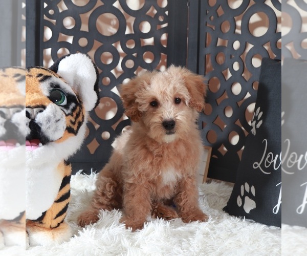 Medium Photo #3 Maltipoo (Miniature) Puppy For Sale in MOUNT VERNON, OH, USA