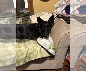 Tia - Female Doberman Pinscher-German Shepherd Dog Mix Dog for Adoption - Photo #5