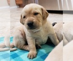Small #6 Labrador Retriever