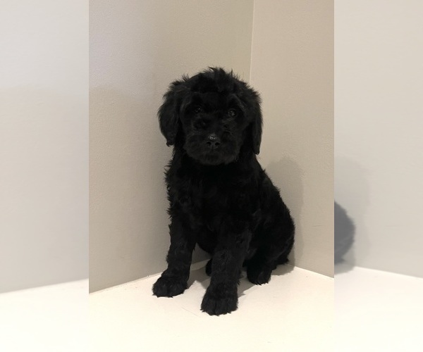 View Ad Goldendoodle Puppy for Sale near Tennessee, CLARKSVILLE, USA