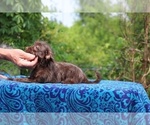 Small #12 Poodle (Toy)-YorkiePoo Mix