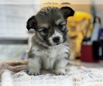 Puppy Fluffy female Pembroke Welsh Corgi