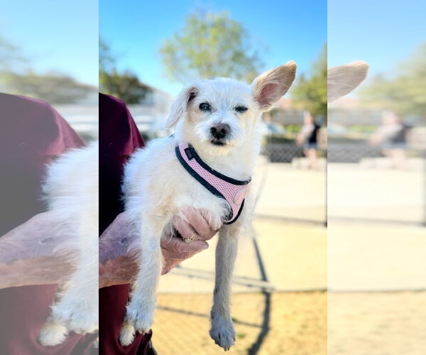 Medium Photo #4 Havanese-Unknown Mix Puppy For Sale in Pittsburg, CA, USA