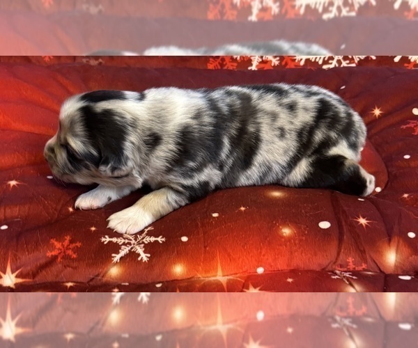 Medium Photo #8 Australian Shepherd Puppy For Sale in SALISBURY, NC, USA