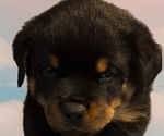 Puppy Puppy 3 Rottweiler
